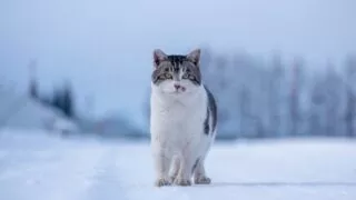 北海道